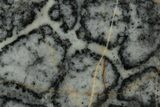 Proterozoic Columnar Stromatolite (Asperia) Slab - Australia #353613-1